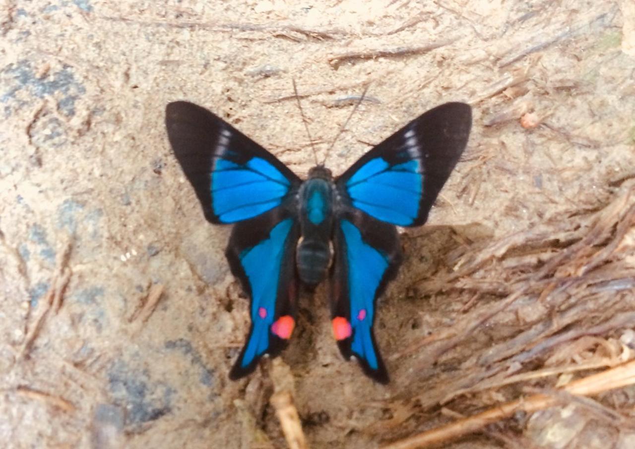 Huella Verde Rainforest Lodge Canelos エクステリア 写真